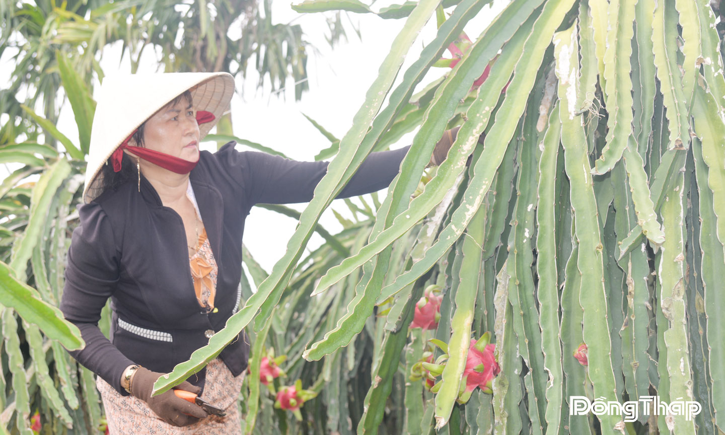 Tổ hợp tác Kim Ngân, xã Lương Hòa Lạc tạo việc làm cho hàng trăm lao động nữ.