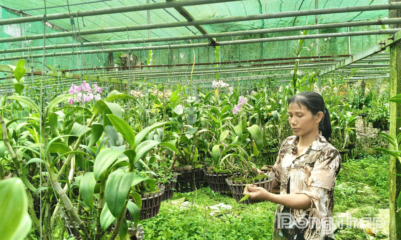 Chị Huệ đã khởi nghiệp thành công với mô hình trồng hoa lan.