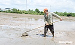 Đồng Tháp: Nông dân phía Đông khẩn trương xuống giống lúa Thu Đông