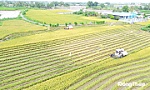 Giá lúa giảm sâu, nông dân gặp khó