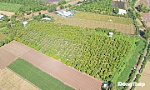 Phát triển nông sản chủ lực theo hướng nâng cao giá trị