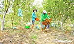 Đồng Tháp: Nông dân hưởng ứng nhiều mô hình nông nghiệp theo hướng an toàn, hữu cơ