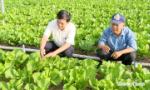 Bài 2: Xây dựng vùng chuyên canh rau màu