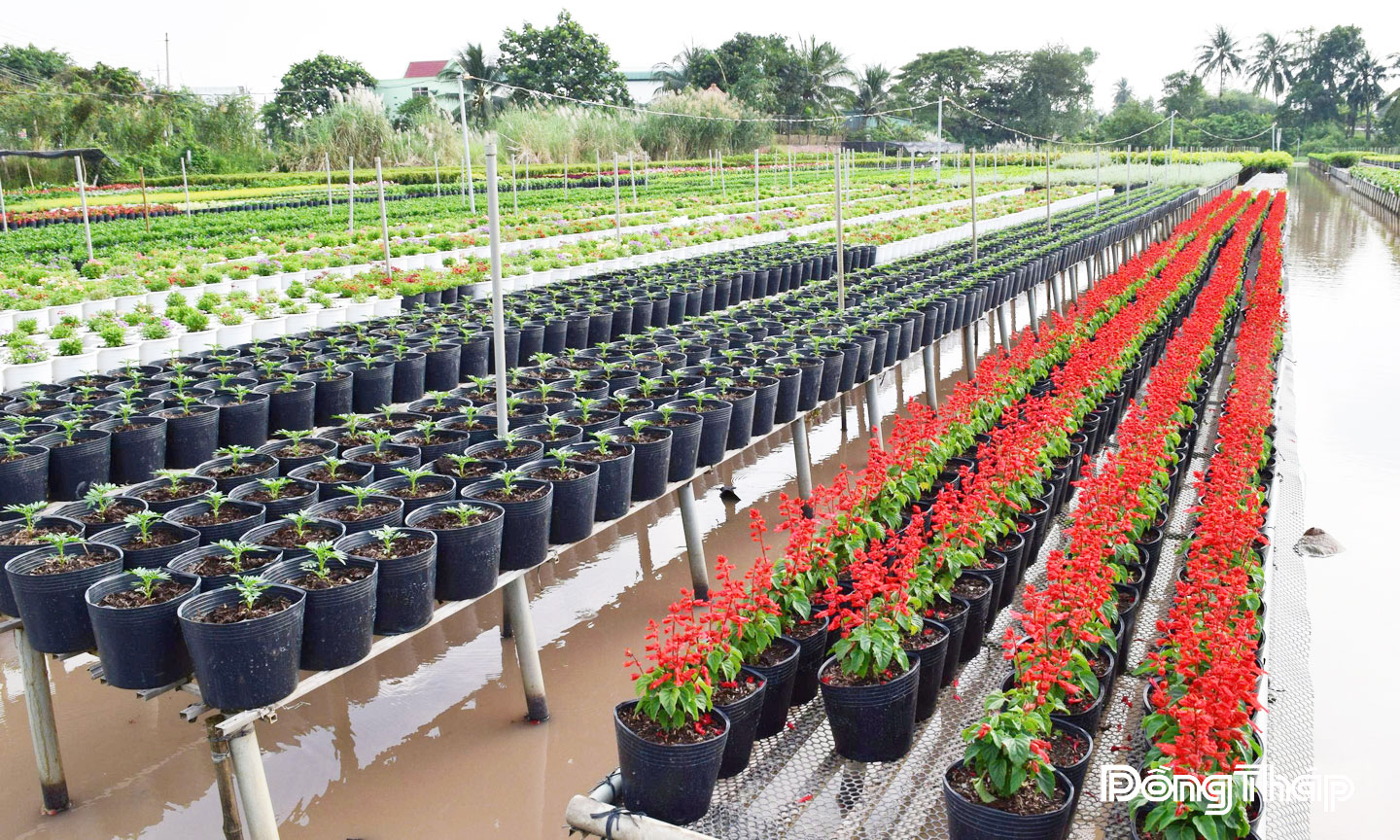 Sa Đéc nổi tiếng với nghề trồng hoa, cây cảnh truyền thống 