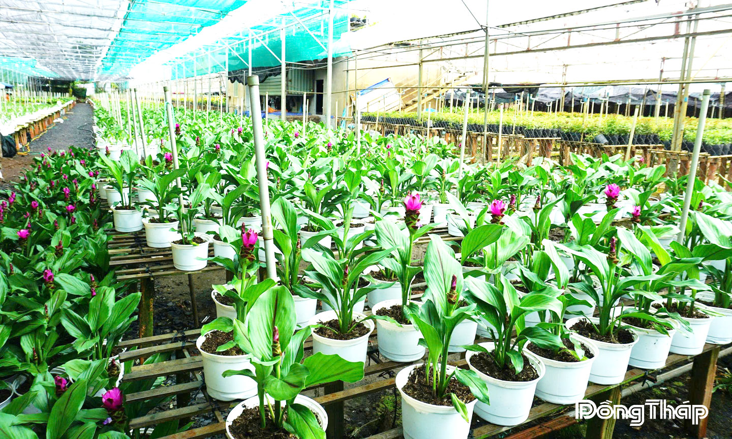 Sen nghệ (Tulip Thái) - một trong những giống hoa mới lạ, độc đáo đang được  nông dân Làng hoa Sa Đéc tích cực nhân giống để phục vụ thị trường Tết và Festival.