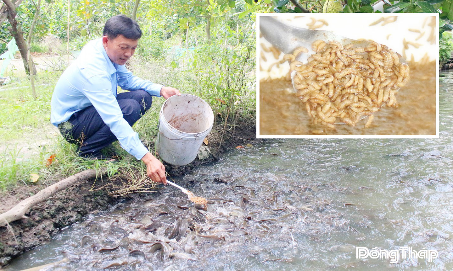 Anh Phạm Văn Ba (xã Mỹ Thành, tỉnh Đồng Tháp) áp dụng mô hình nuôi sâu canxi làm nguồn thức ăn trong chăn nuôi, nhằm giảm chi phí thức ăn công nghiệp.