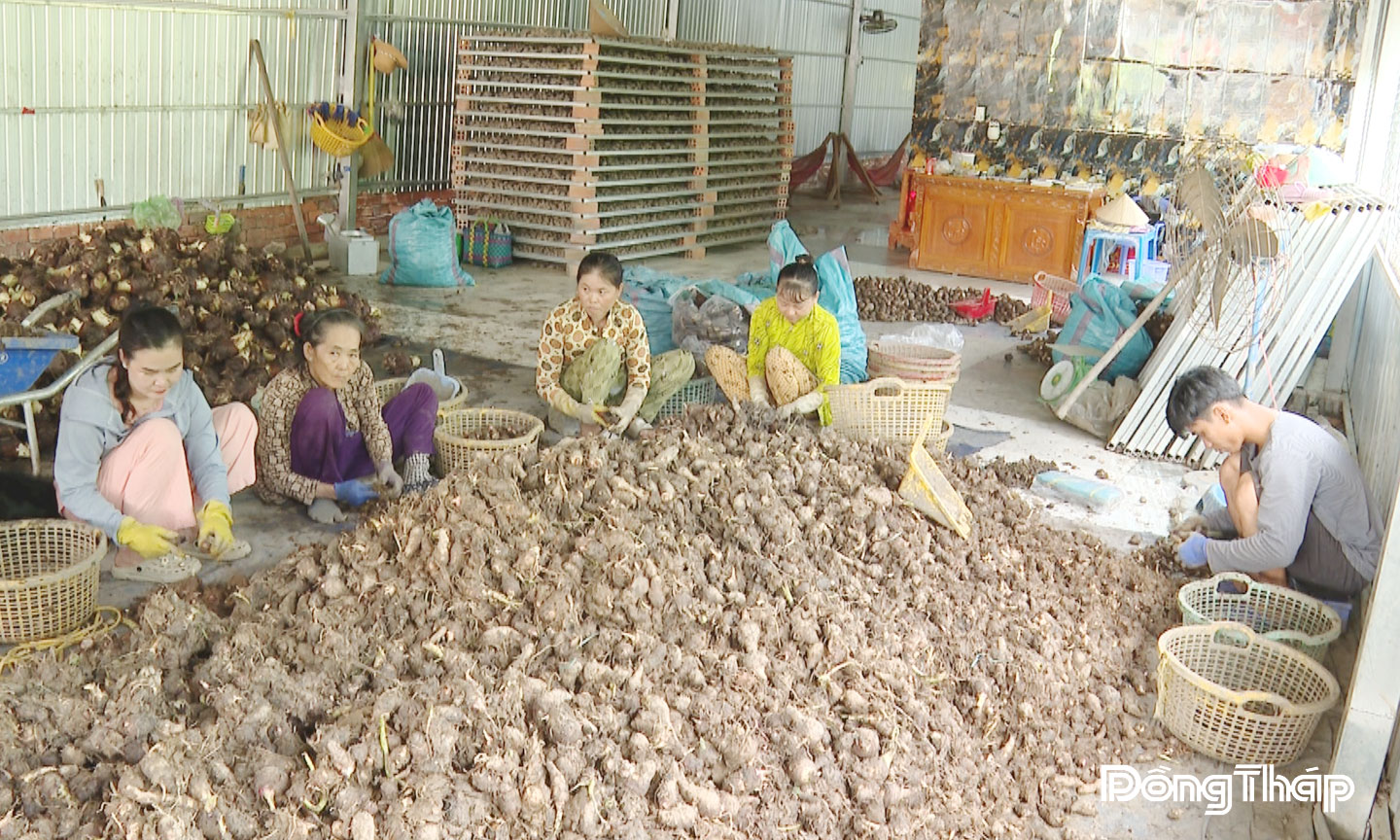 Thời gian qua, Vựa thu mua khoai môn Công Nghi chủ động liên kết thu mua nông sản với nông dân. 