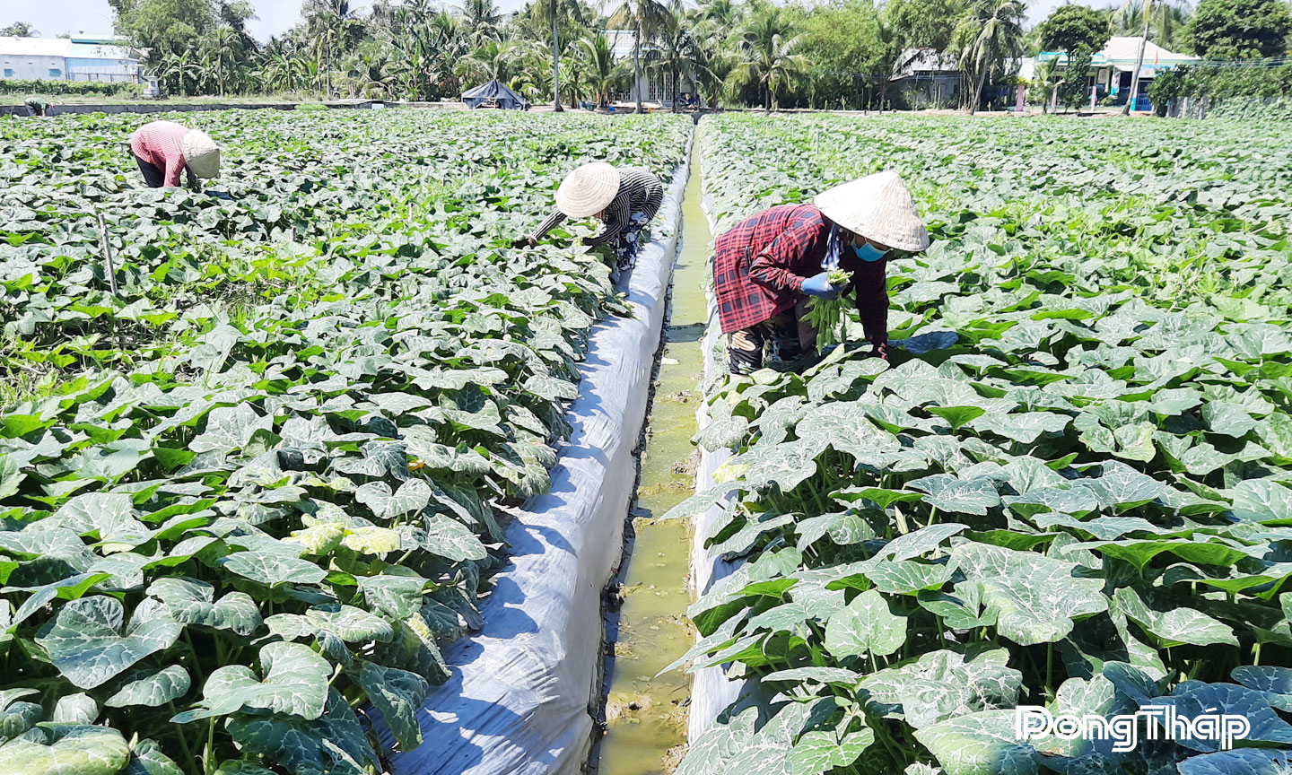 Nông dân  xã Mỹ Thành  trồng màu dưới chân ruộng.  Ảnh:  THANH TÙNG  