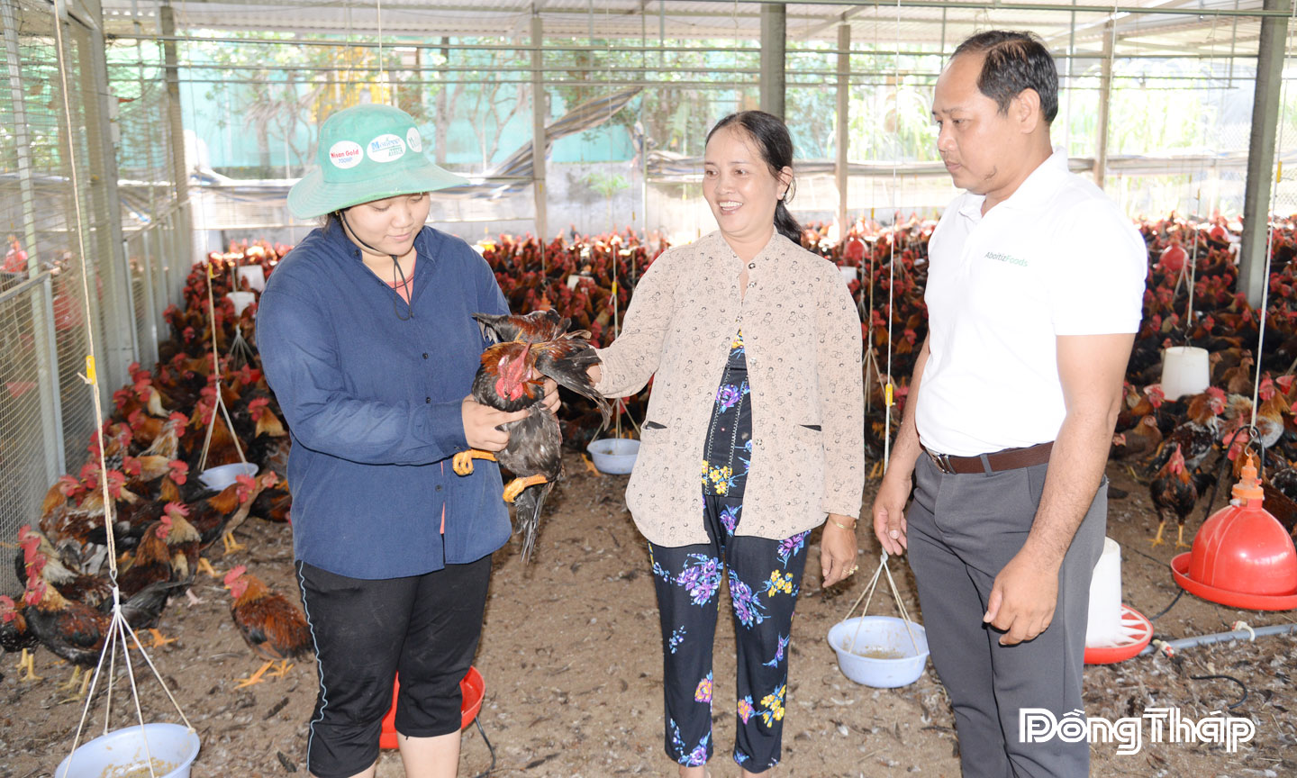 Bà Lệ vừa bán 7.000 con gà với giá 75.000 đồng/kg.