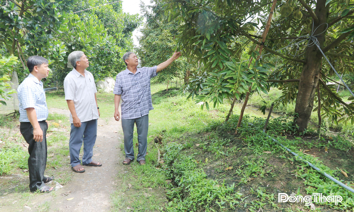 Lãnh đạo Chi bộ Ấp 2, xã Đốc Binh Kiều thường xuyên đến thăm hỏi tình hình sản xuất sầu riêng phát triển kinh tế của nông dân Phạm Văn Phú (bìa phải).