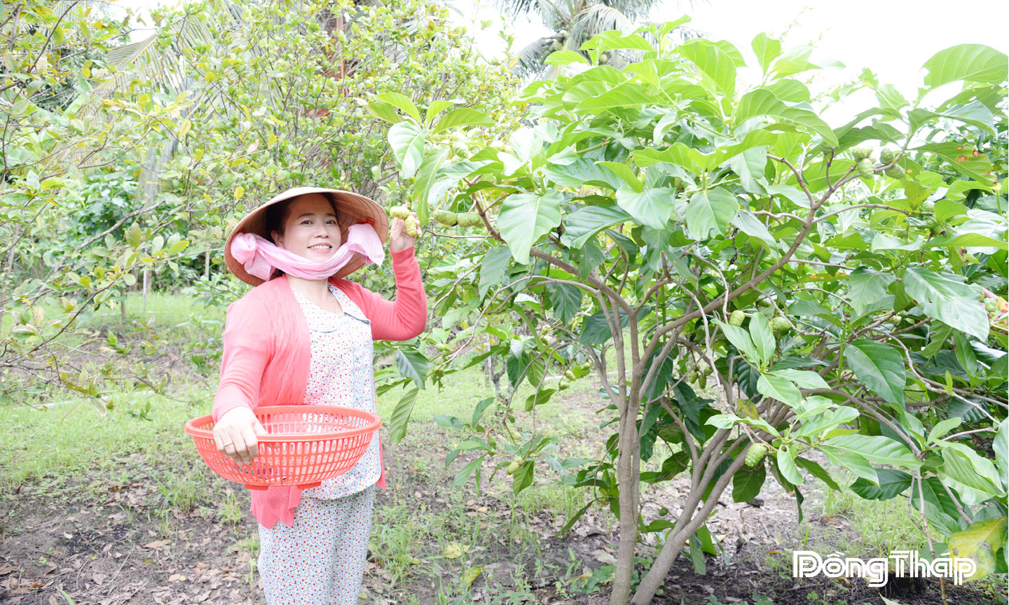 Chị Thu thu hoạch trái nhàu tươi tại vườn nhàu của gia đình.