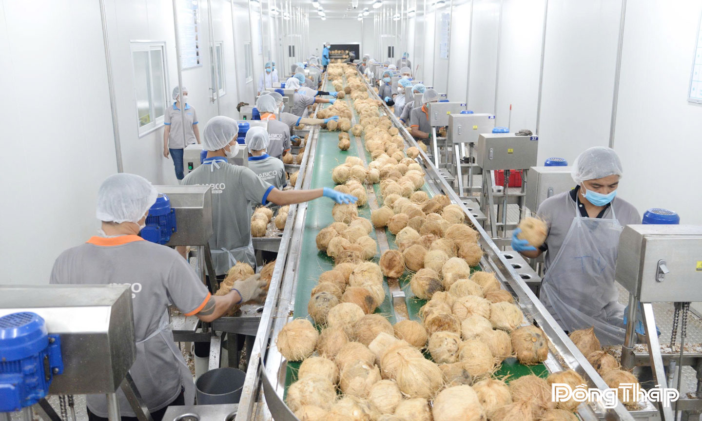 Dây chuyền sản xuất của Công ty Cổ phần Thabico (xã Bình Ninh, tỉnh Đồng Tháp), một trong những doanh nghiệp có quy mô lớn về chế biến nông sản xuất khẩu.