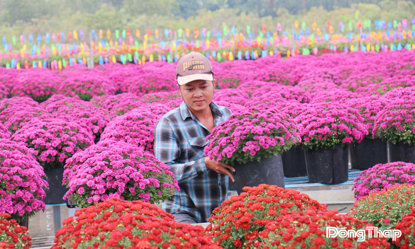 Phường Sa Đéc triển khai nhiều giải pháp phát huy giá trị ngành hàng hoa kiểng.