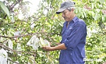 Hiệu quả kinh tế từ mô hình trồng khế ngọt Mã Lai