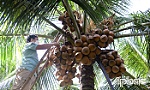 Nông dân xã Bình Ninh: Đa dạng hóa sản xuất, nâng cao thu nhập