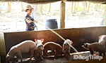 Giá nông sản biến động thất thường