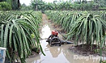 Đồng Tháp: Nhà vườn khẩn trương bơm nước chống ngập úng