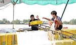 Cảng cá Mỹ Tho vào mùa