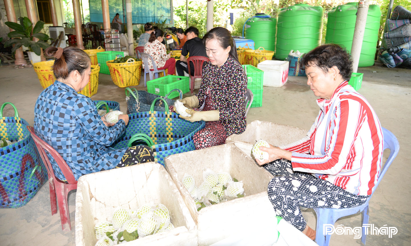 Hoạt động của các hợp tác xã và tổ hợp tác đã và đang đóng góp tích cực  cho phát triển kinh tế - xã hội của tỉnh.