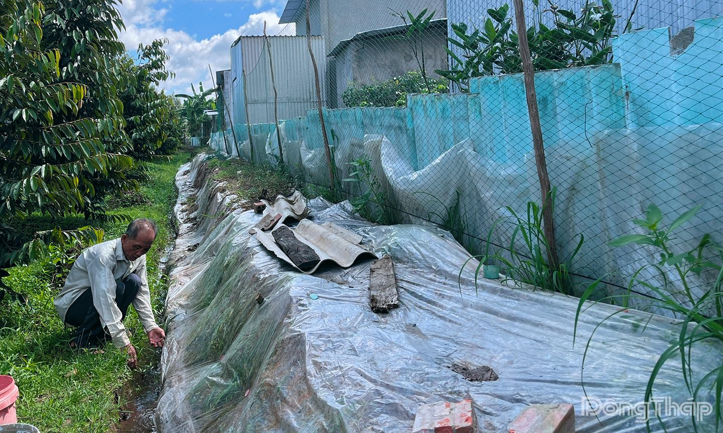 Ông Huỳnh Văn An ngụ xã Tân Khánh Trung chủ động gia cố hệ thống thủy lợi bảo vệ vườn cây ăn trái. 