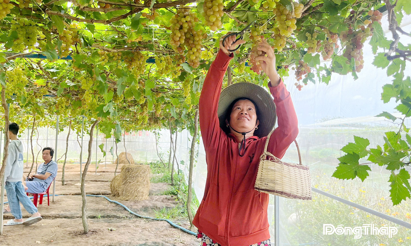 Chị Nguyễn Thị Ngọc Mai bên vườn nho của gia đình.