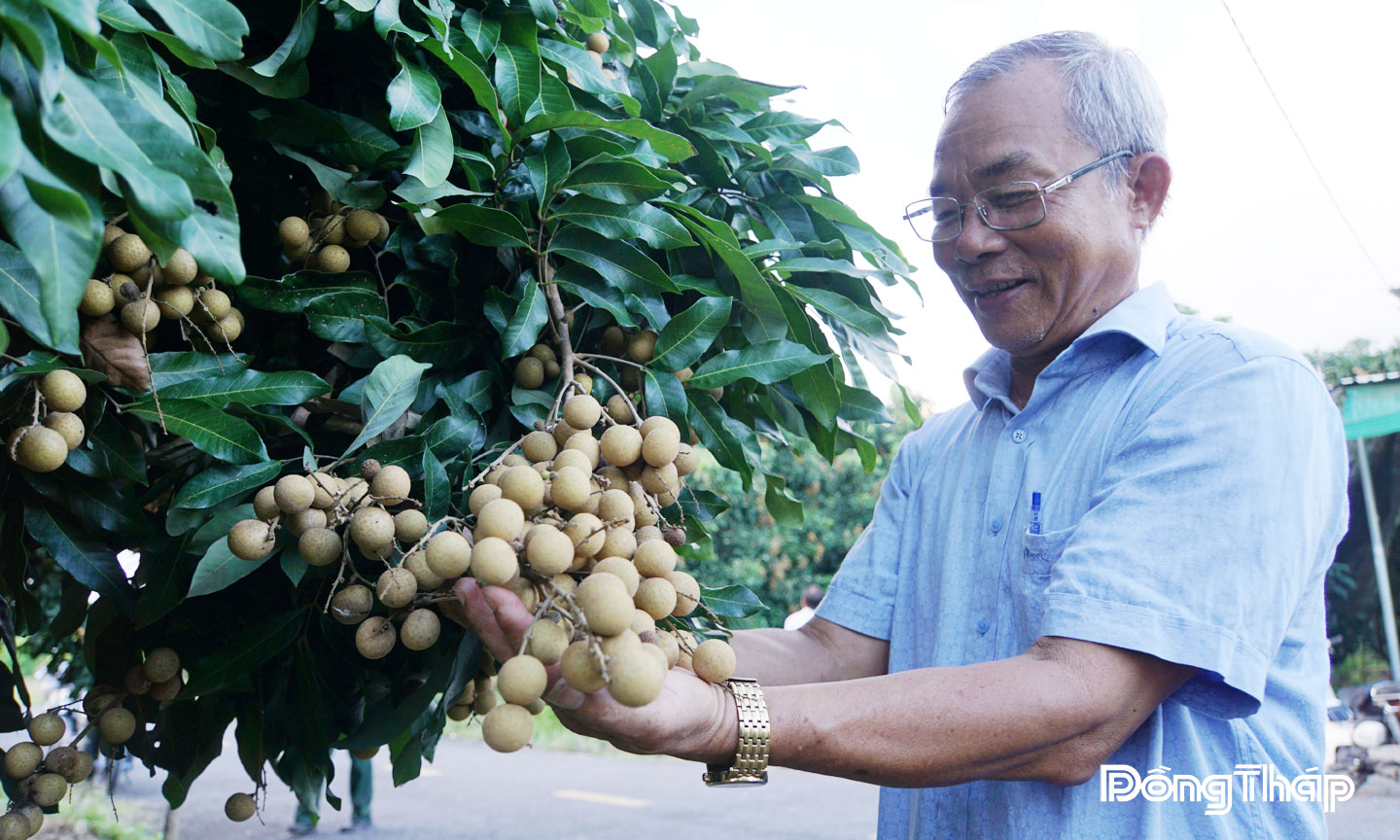 Đồng chí Nguyễn Thanh Bình  bên vườn nhãn trĩu quả.