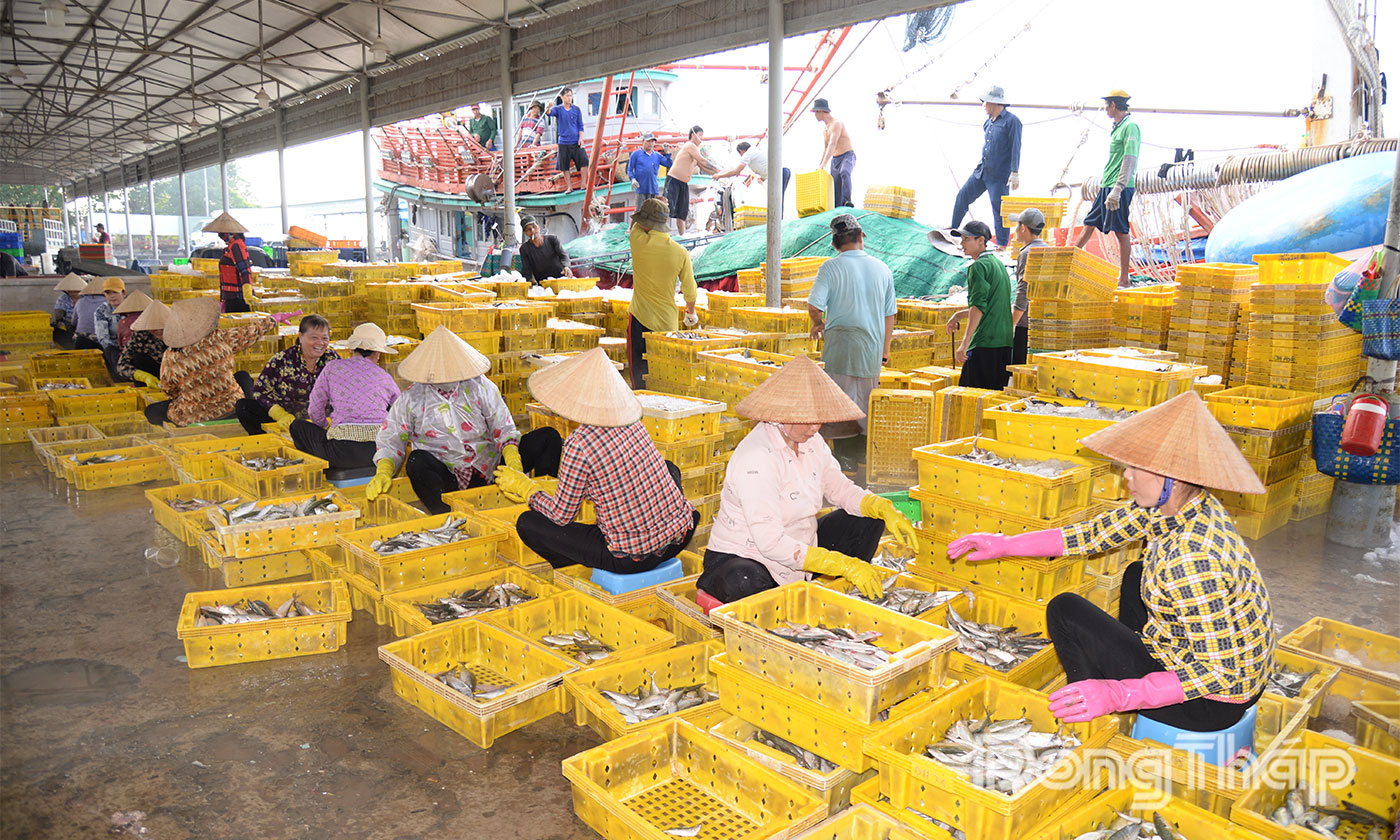 Tỉnh Đồng Tháp đang tập trung cùng cả nước triển khai quyết liệt các giải pháp chống khai thác IUU.