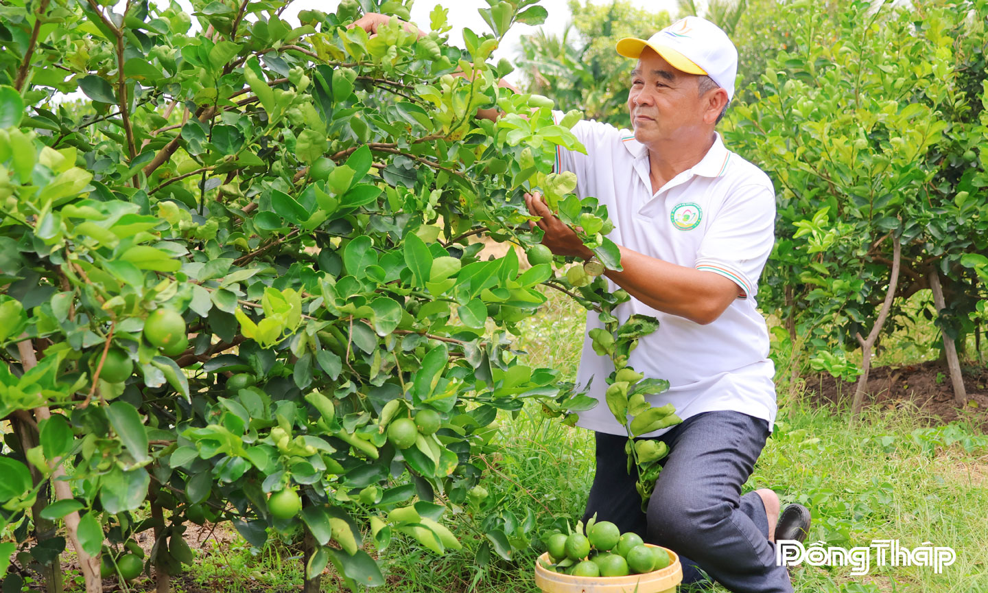 Mô hình trồng chanh không hạt theo hướng kinh tế tuần hoàn giúp nông dân tiêu thụ ổn định và tăng thu nhập so với nhiều cây trồng khác.