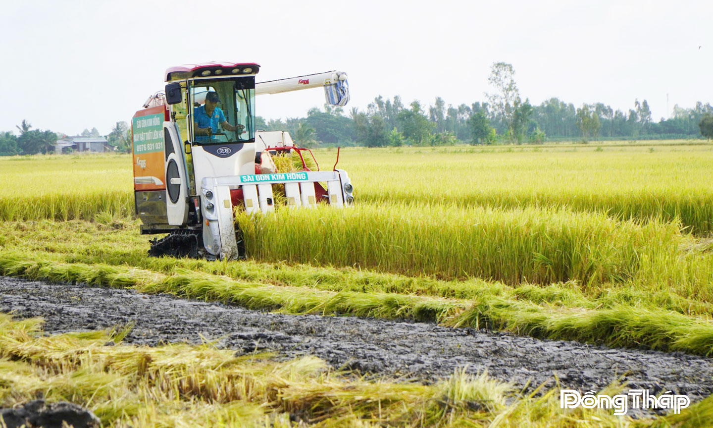 Nông dân Đồng Tháp nỗ lực tham gia “Đề án Phát triển bền vững 1 triệu hecta chuyên canh lúa chất lượng cao”.