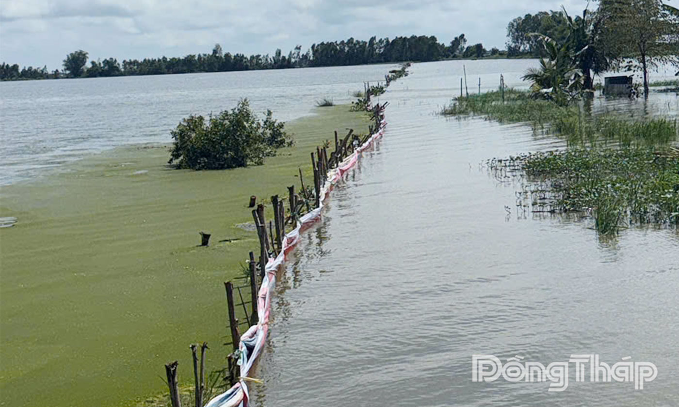 Lũ kết hợp triều cường gây vỡ đê tại xã Trường Xuân, tỉnh Đồng Tháp.