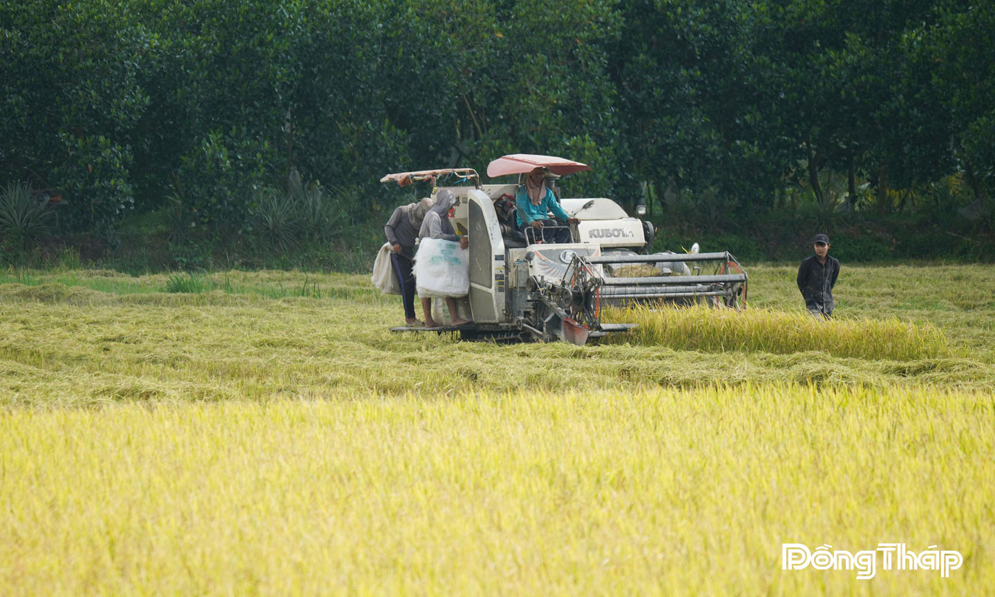 Tỉnh Đồng Tháp tập trung phát triển nông nghiệp theo hướng bền vững.       Ảnh: NAM PHONG