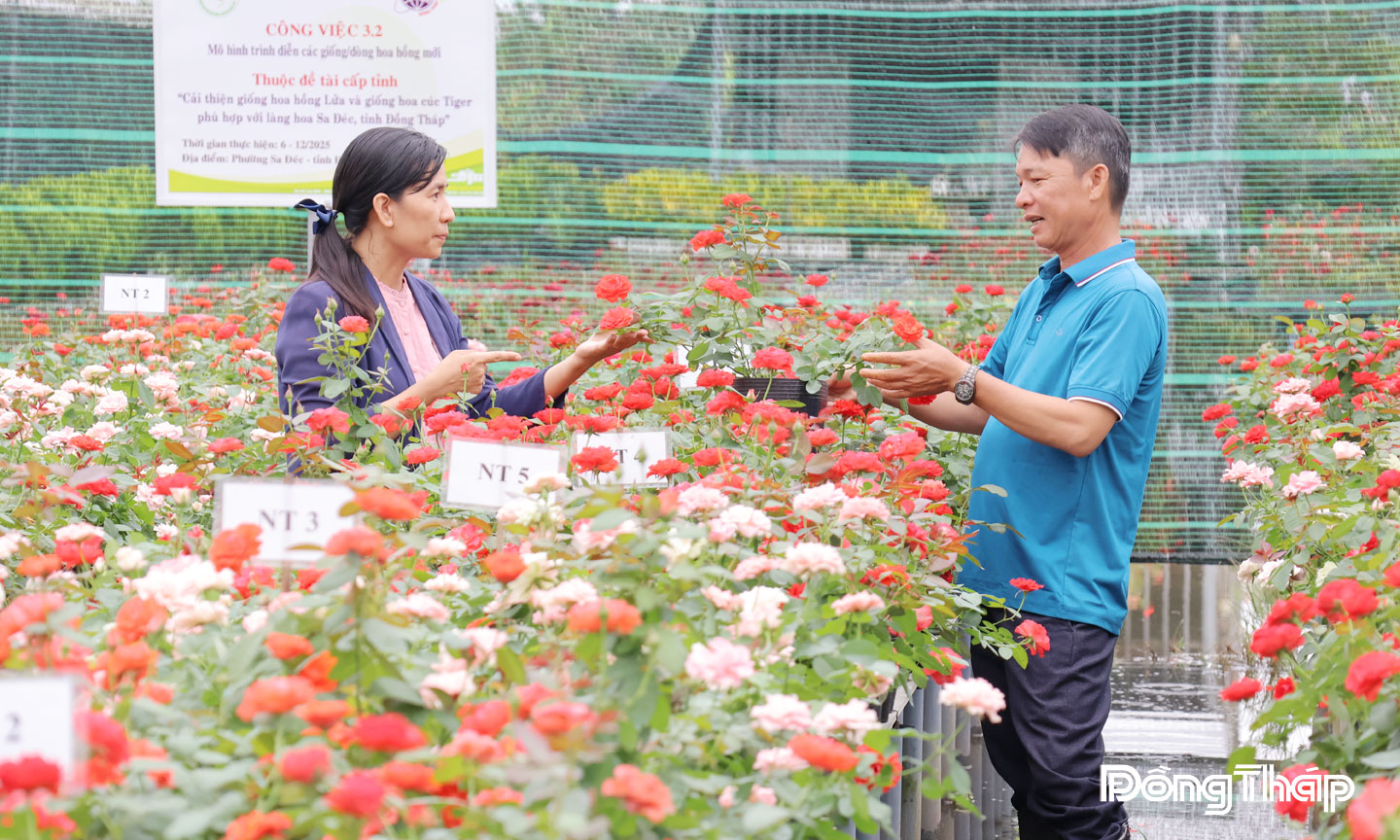 Tại Hội thảo “Giới thiệu giống hoa hồng mới và quy trình kỹ thuật” Viện Cây ăn quả miền Nam giới thiệu nhiều giống hoa hồng mới được lai tạo từ hoa hồng Lửa của Làng hoa Sa Đéc.
