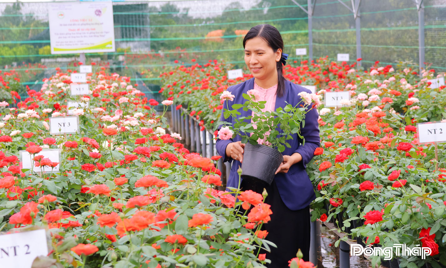 Bằng nhiều phương pháp khoa học, TS. Lê Nguyễn Lan Thanh, Chủ nhiệm đề tài “Cải thiện giống hoa hồng Lửa” đã lai tạo và phát triển nhiều giống hoa hồng mới triển vọng cho Làng hoa Sa Đéc.