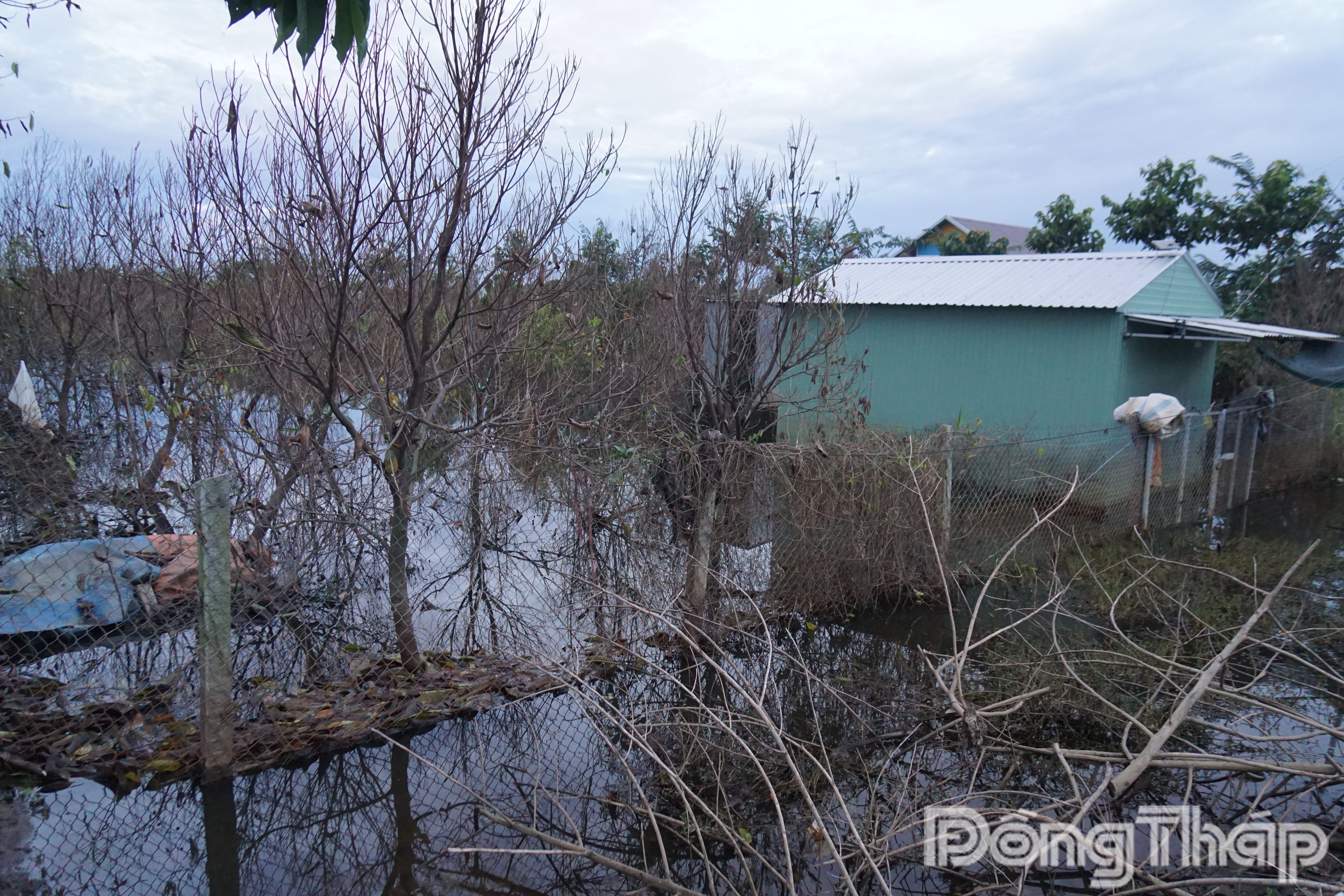 Vườn cây ăn trái ở Sa Đéc thiệt hại nặng nề sau đợt mưa lớn và triều cường 
