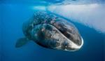 Bí quyết sống lâu của loài cá voi thọ nhất thế giới