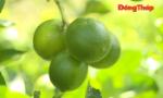 Xã Mỹ Hiệp: Hành trình xây dựng thương hiệu cho trái chanh