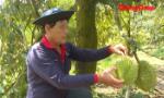 Sầu riêng Phú Hựu - Vượt bão giá nhờ hạ giá thành sản xuất