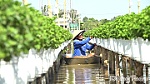 Nông dân tất bật xử lý hoa cúc phục vụ Festival Hoa - Kiểng lần thứ 2