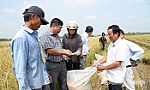 Đồng Tháp: Nông dân phấn khởi thu hoạch lúa công nghệ cao, giảm phát thải