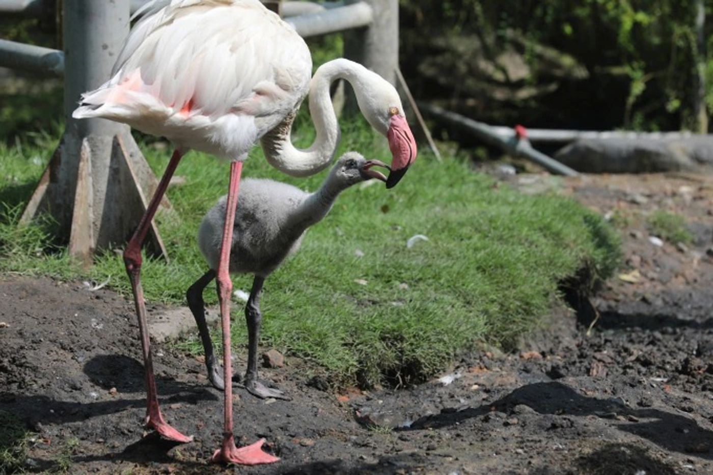 Hồng hạc ở Thảo Cầm Viên sinh con tự nhiên sau 20 năm