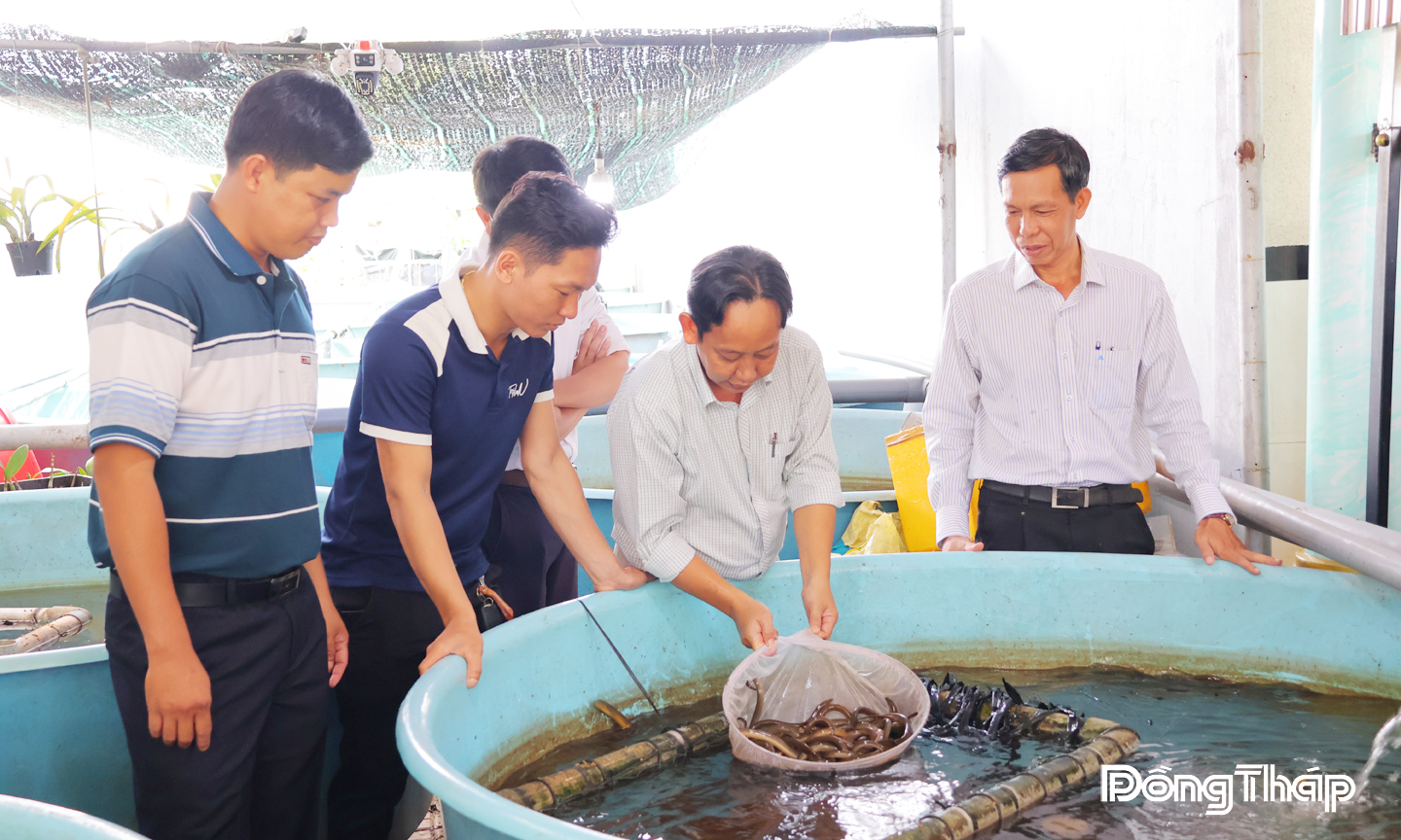 Phường Hồng Ngự: Ngành hàng lươn 