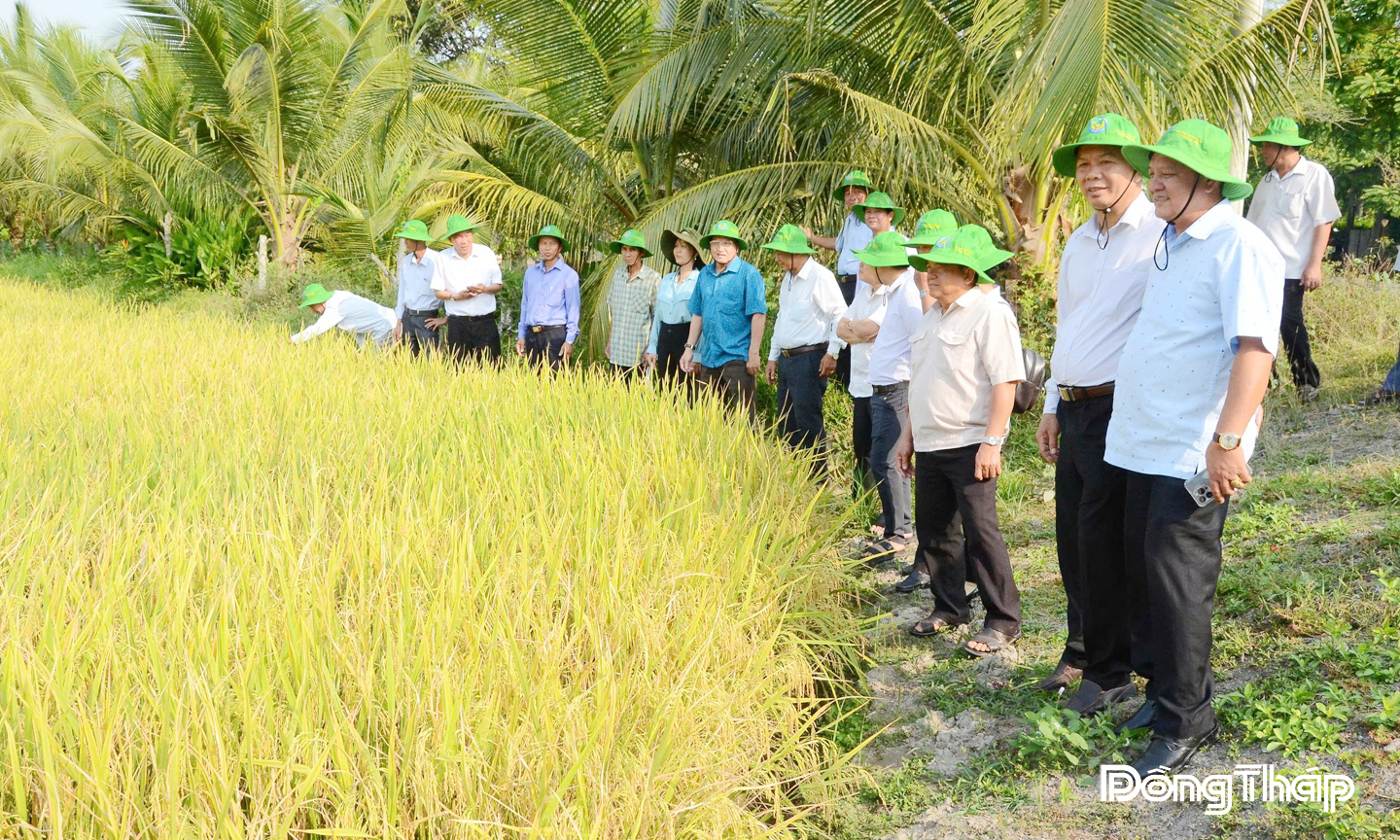 HK nâng tầm hạt gạo Gò Công