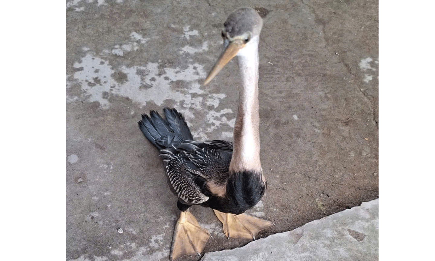 Đồng Tháp: Người dân tự nguyện giao nộp chim cổ rắn quý hiếm