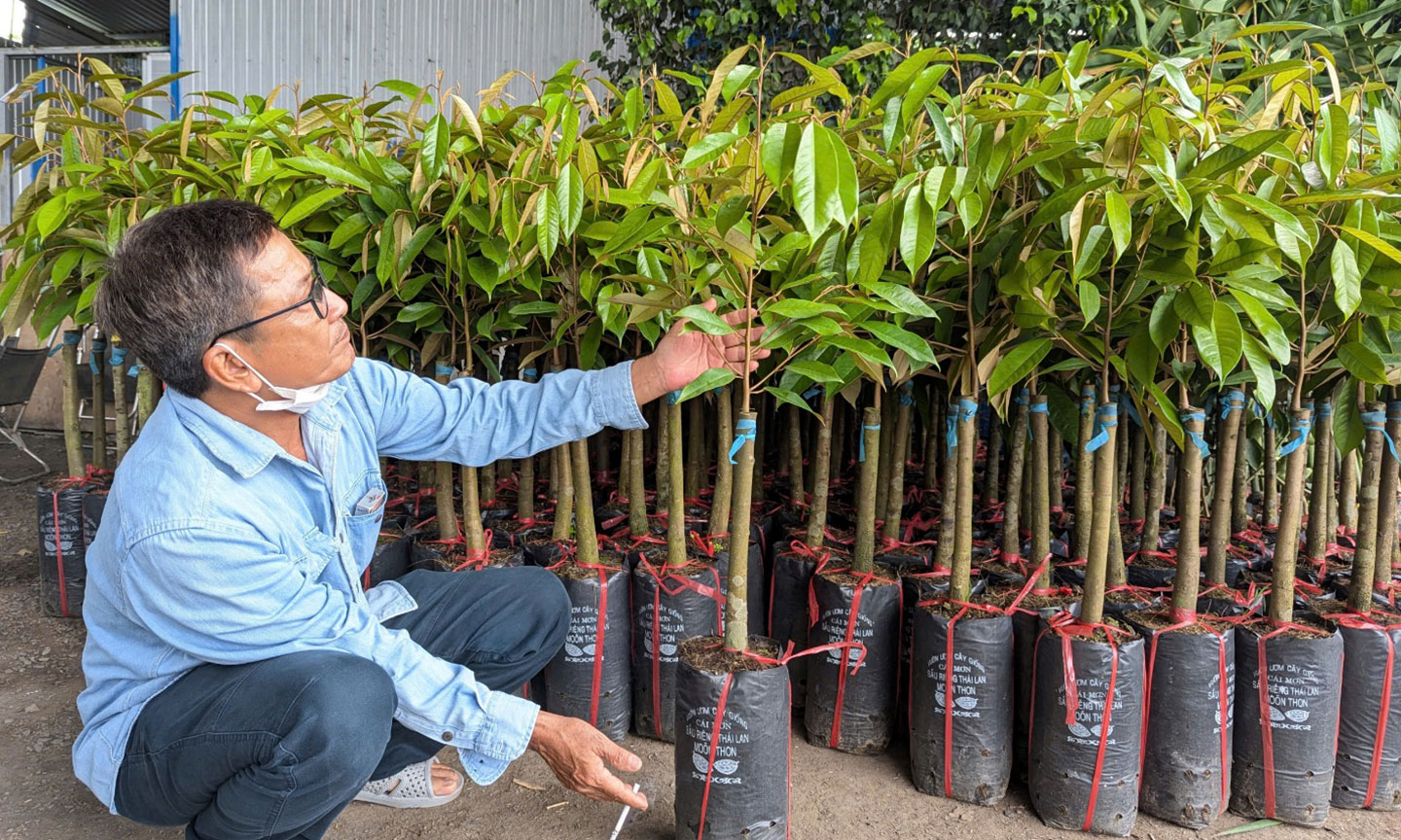 Từng cây đều được lựa chọn kỹ trước khi giao đi.