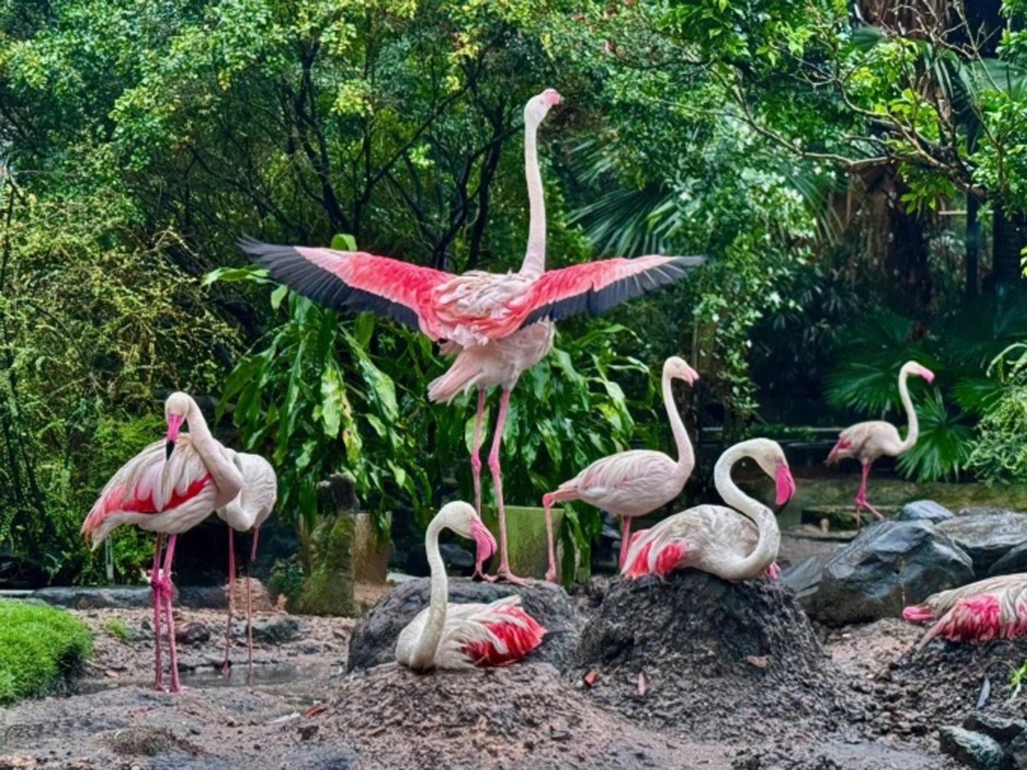 Đàn hồng hạc ở Thảo Cầm Viên Sài Gòn. Ảnh: AN PHƯƠNG