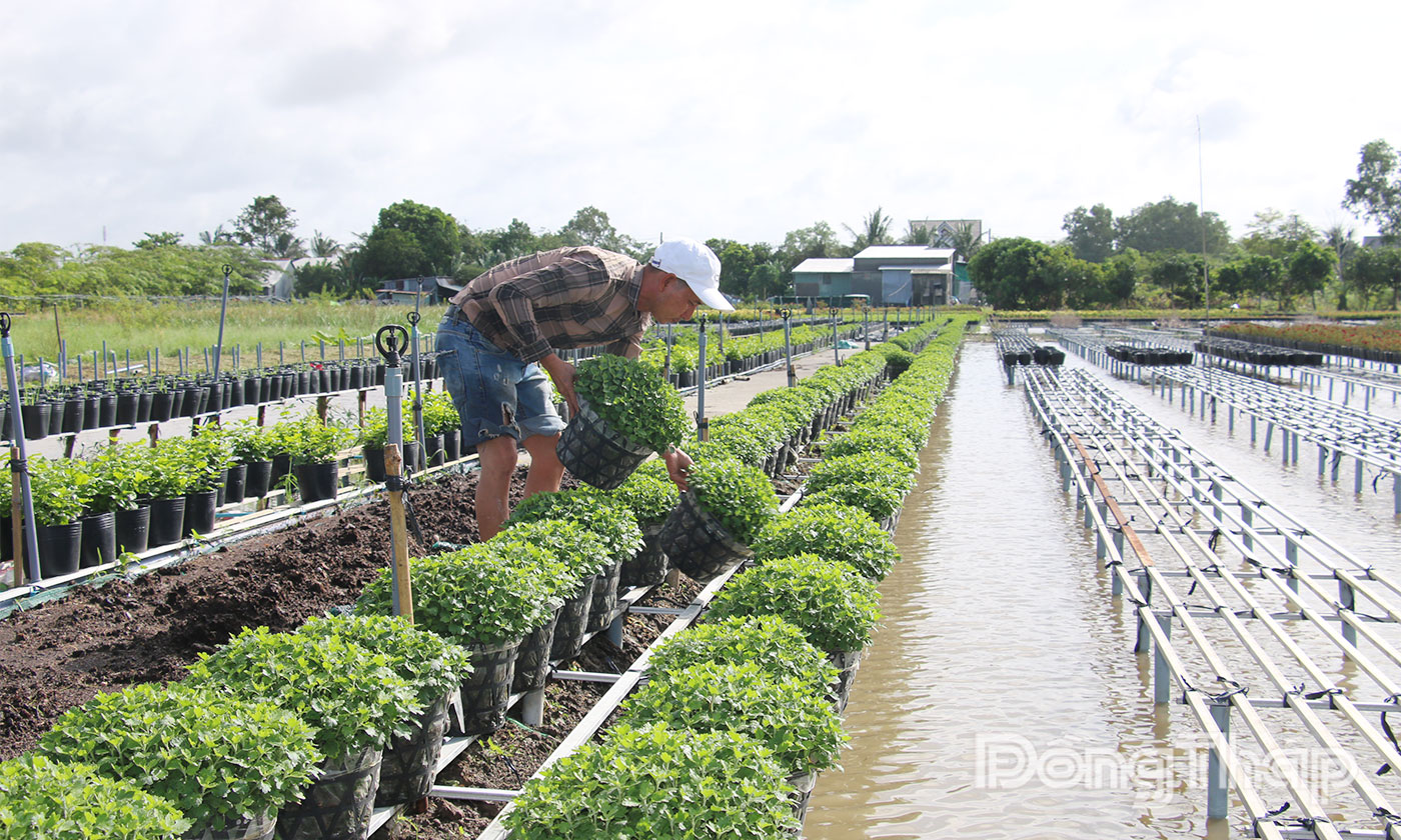 Người dân Làng hoa Sa Đéc kê hoa lên giàn cao để chống triều cường.