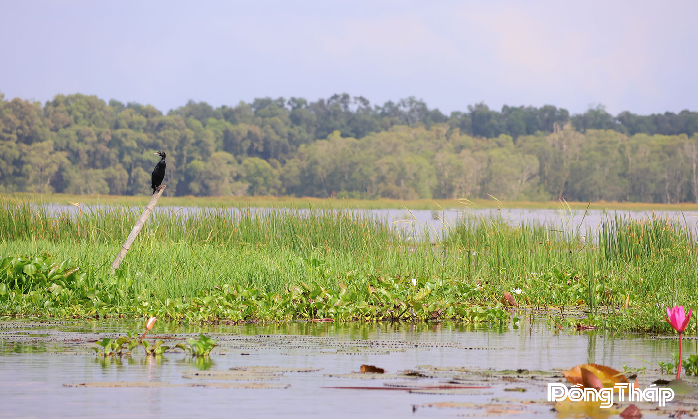  Chim cốc đen hay còn gọi là còng cọc chờ săn mồi tại phân khu A1.