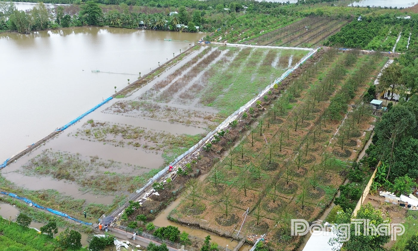 Một số vườn cây ăn trái tại ấp Mỹ Thị A, xã Mỹ Thiện bị thiệt hại do triều cường.