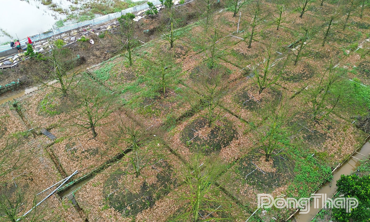 Vườn sầu riêng 9 công của ông Trí xác xơ, gần như chết hết.