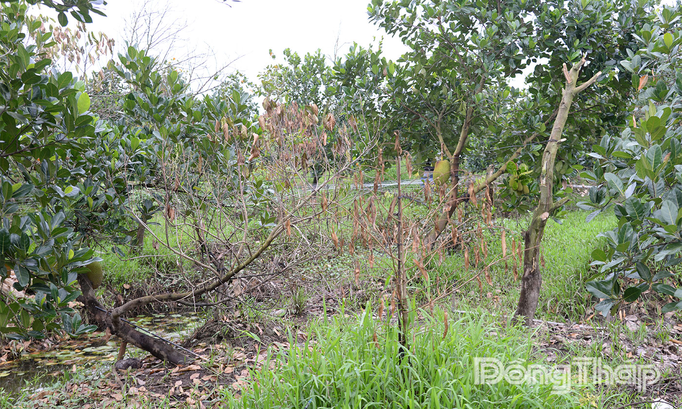 Sầu riêng, mít Thái của gia đình chị Hương bị chết do ngập úng.